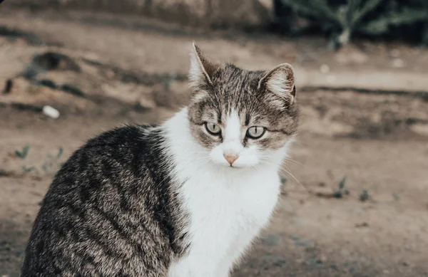 Katze Vor Der Wand — Stockfoto