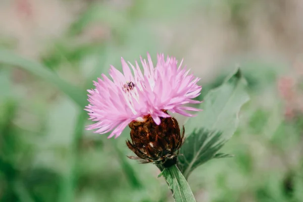 Biene Auf Einer Blume — Stockfoto