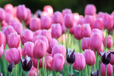 Bahçede pembe laleler