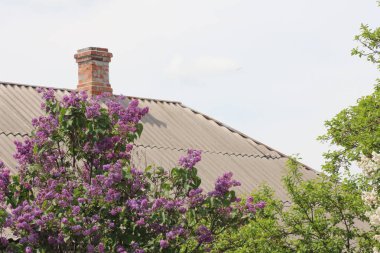 Parkta leylak dalları