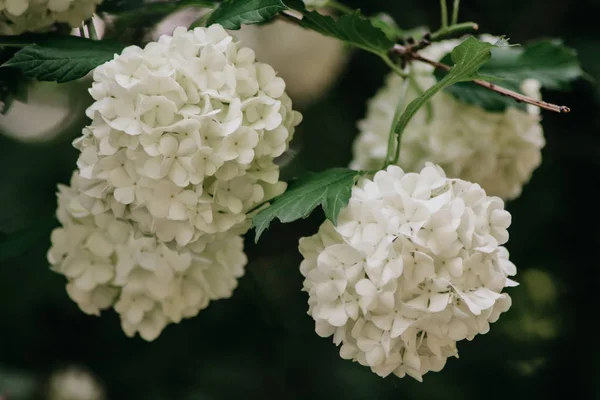 라일락의 — 스톡 사진