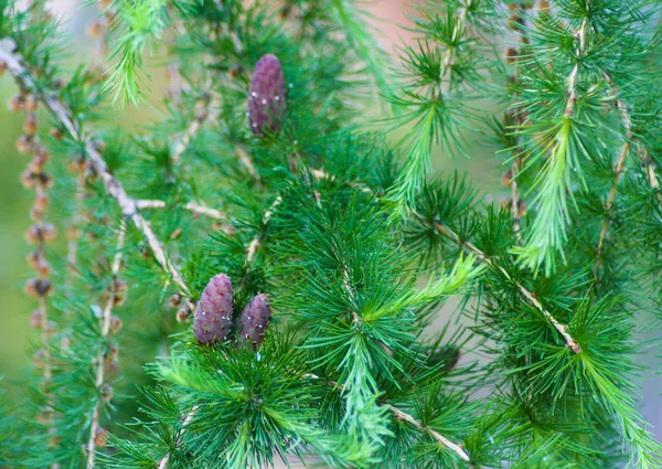 Gröna Grenar Furtree Bakgrund — Stockfoto