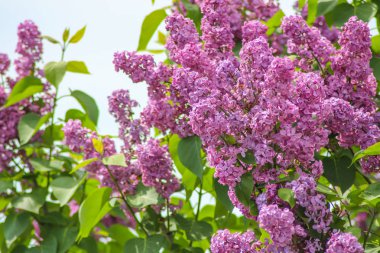 Parkta leylak dalları