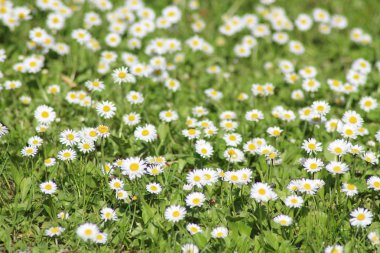 küçük beyaz papatyalar alanı