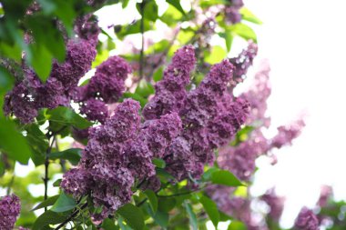 Parkta leylak dalları