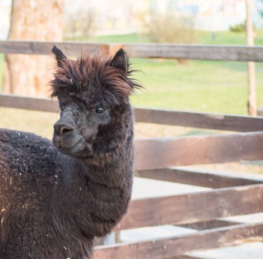 Hayvanat bahçesindeki alpaka.