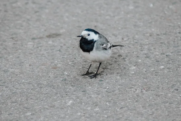 海滩上的小鸟 — 图库照片