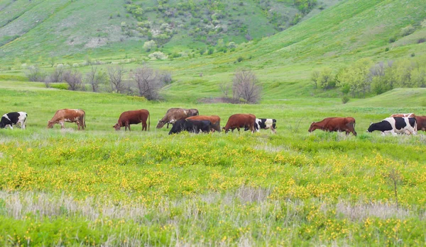Ενηλίκων Αγελάδων Στο Χωράφι — Φωτογραφία Αρχείου