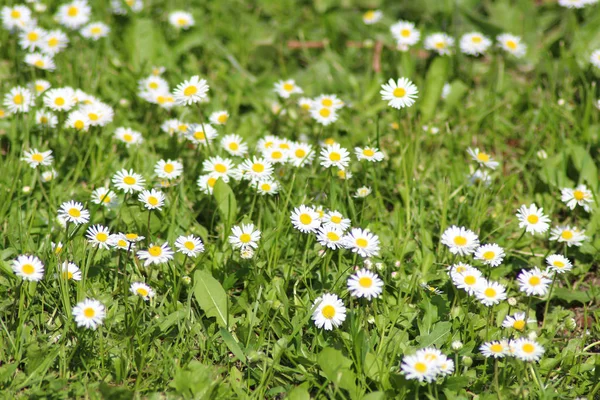 Field Small White Daisies — Stock Photo, Image