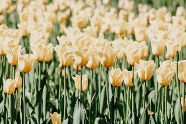 Tulpensträucher Garten — Stockfoto