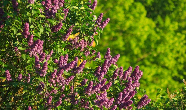 Lila Takken Het Park — Stockfoto