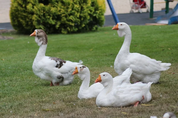 Oie Sur Herbe Verte — Photo