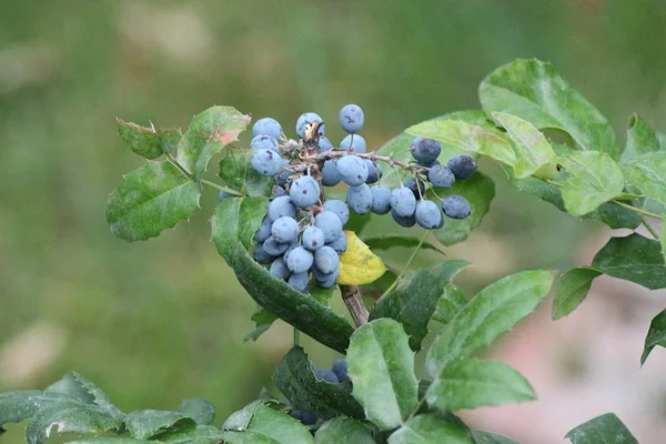 Berry Biru Pada Bush — Stok Foto