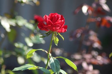 Bahçedeki kırmızı gül. Yakın plan.