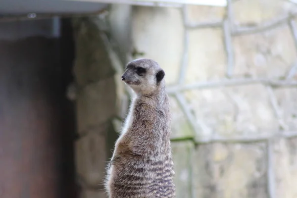 Meerkat Nel Parco Della Città — Foto Stock