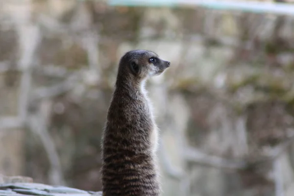 Meerkat Στο Πάρκο Της Πόλης — Φωτογραφία Αρχείου