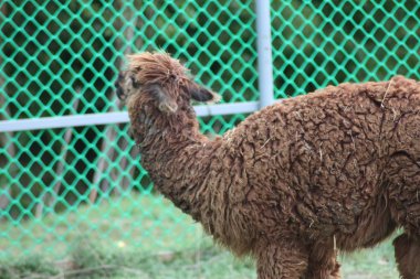 Hayvanat bahçesindeki alpaka.