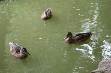 Beyaz arkaplanda ördek