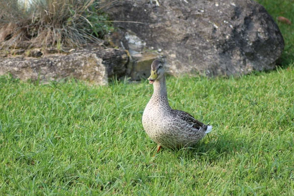 Canard Sur Fond Blanc — Photo