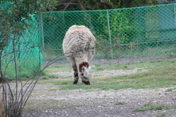 Alpaka Zoo — Stockfoto