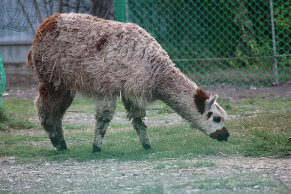 Alpaka Zoo — Stockfoto
