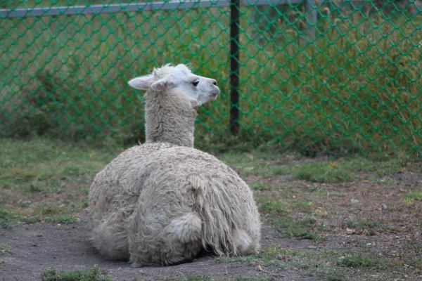 Alpaka Zoo — Stockfoto