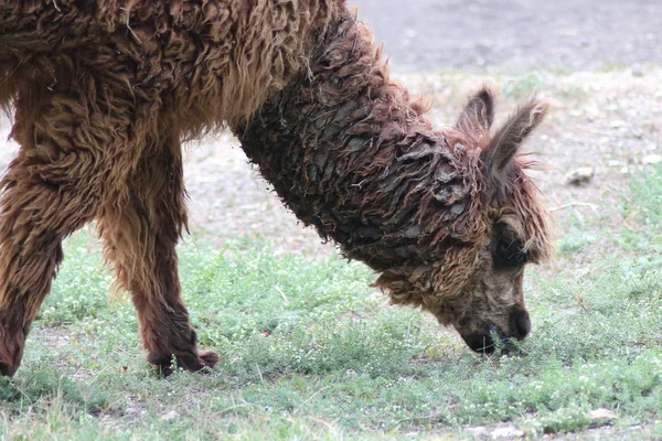 Alpaka Zoo — Stockfoto