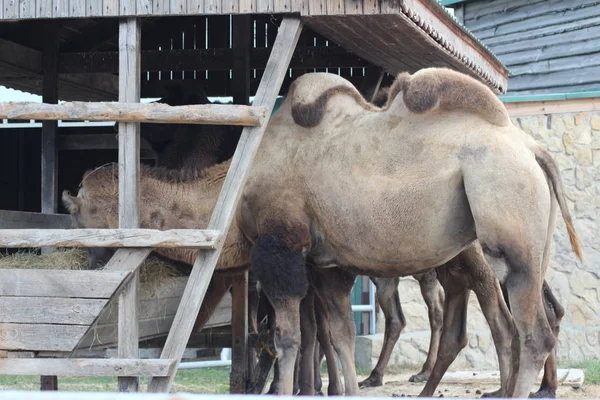 Porträt Eines Kamels — Stockfoto