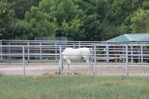 Две Лошади Конюшне — стоковое фото