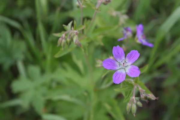 Rosafarbene Blumen Garten — Stockfoto