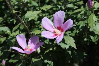 pembe ve beyaz çiçek