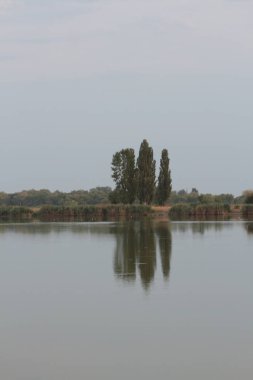 Sudaki ağaçların yansıması