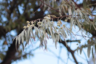 Dallı zeytin ağacı