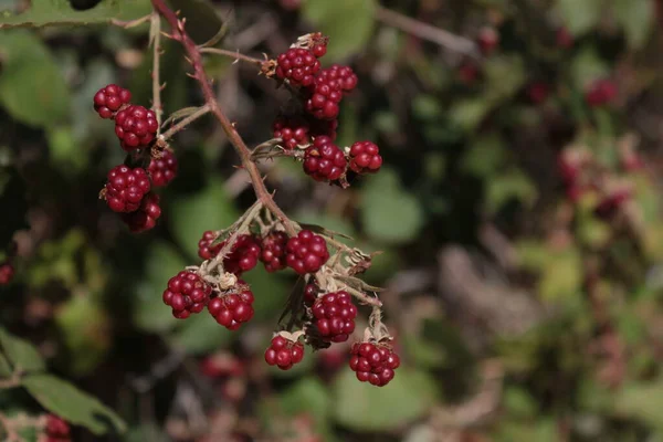 Rote Beeren Einer Johannisbeere — Stockfoto