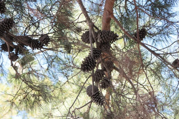 Stora Bulor Grenarna — Stockfoto