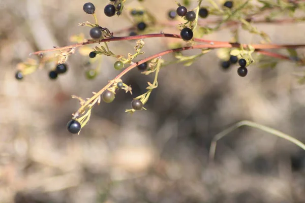 Beeren Auf Einem Zweig — Stockfoto