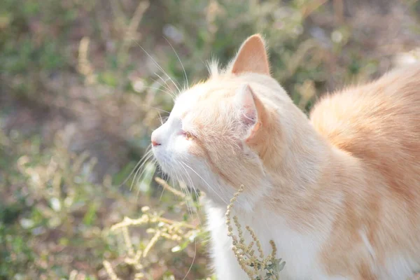 Katze Auf Dem Gras — Stockfoto