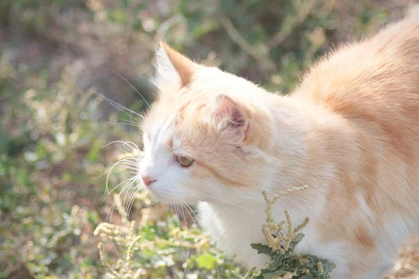 Katze Auf Dem Gras — Stockfoto