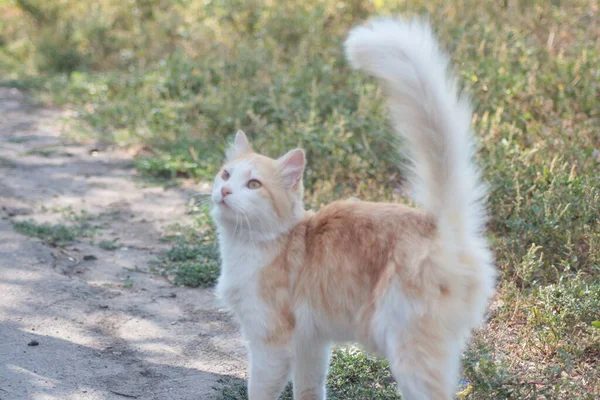 Katze Auf Dem Gras — Stockfoto