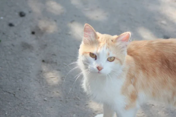 Gato Hierba — Foto de Stock