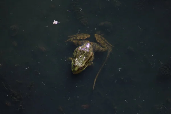 Frog Water — Stock Photo, Image