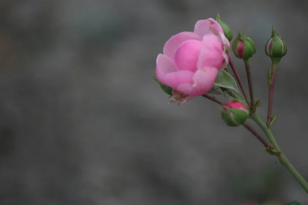 Bir Demet Pembe Gül — Stok fotoğraf