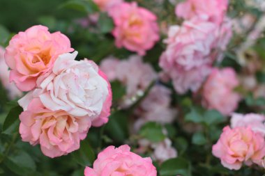 Bir demet pembe gül