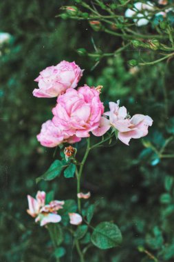 Bir demet pembe gül