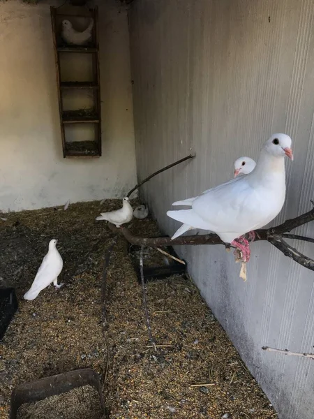 Palomas Una Rama Árbol — Foto de Stock