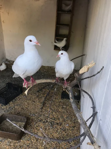 Palomas Una Rama Árbol —  Fotos de Stock