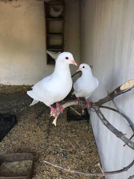 Palomas Una Rama Árbol —  Fotos de Stock