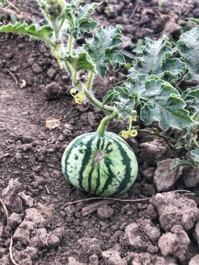 Bahçede karpuz yetişiyor.