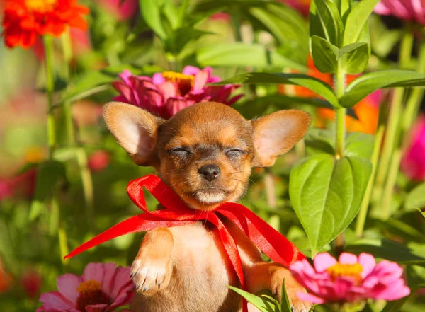 Rothaarige Welpen Posieren Vor Einem Hintergrund Aus Rosa Blumen Porträt — Stockfoto