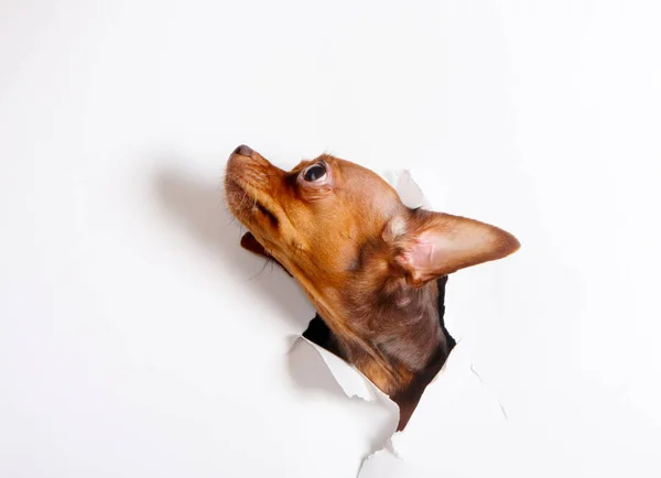 Cabeça Cachorro Espreita Por Buraco Fundo Branco Cão Rastejou Para Fotos De Bancos De Imagens Sem Royalties